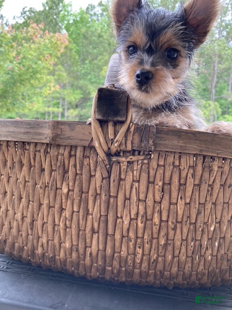Yorkshire Terrier dogs Yorkie male  - Ad 2