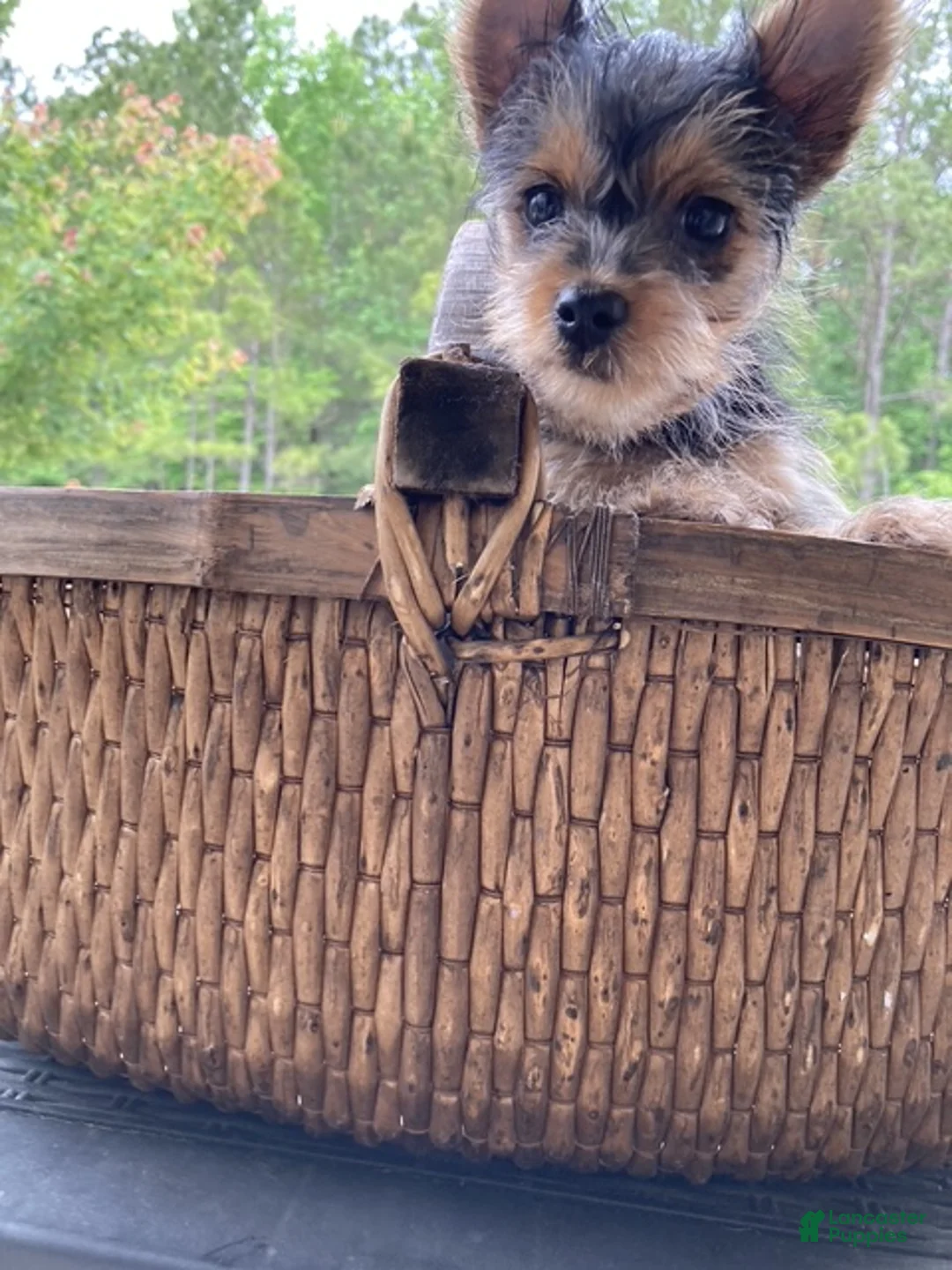 Yorkshire Terrier dogs for sale: Yorkie male  - Ad 2