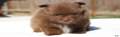 Pomeranian Puppy 2