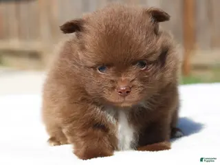 Pomeranian dogs Pomeranian Puppy 2 - Ad 26