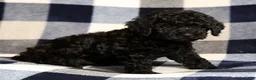 Miniature Poodle dogs for sale: Chip - Ad 9