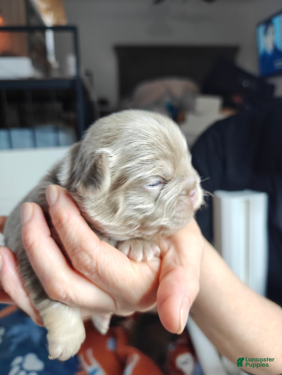 French Bulldog dogs for sale: French Bulldog litter of 7 puppies - Ad 8