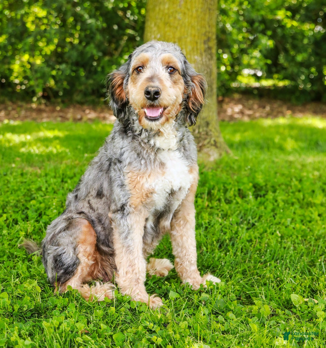 Aussiedoodle dogs for sale: Rose Standard - Ad 12