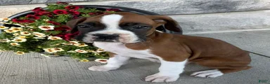 Dale