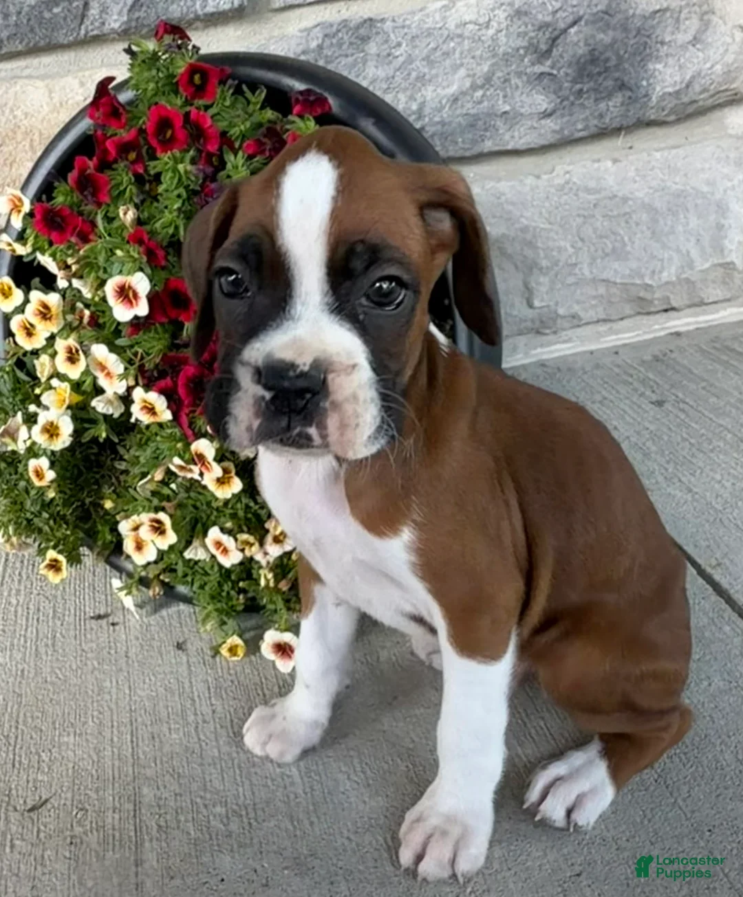 Boxer dogs for sale: Dale - Ad 1