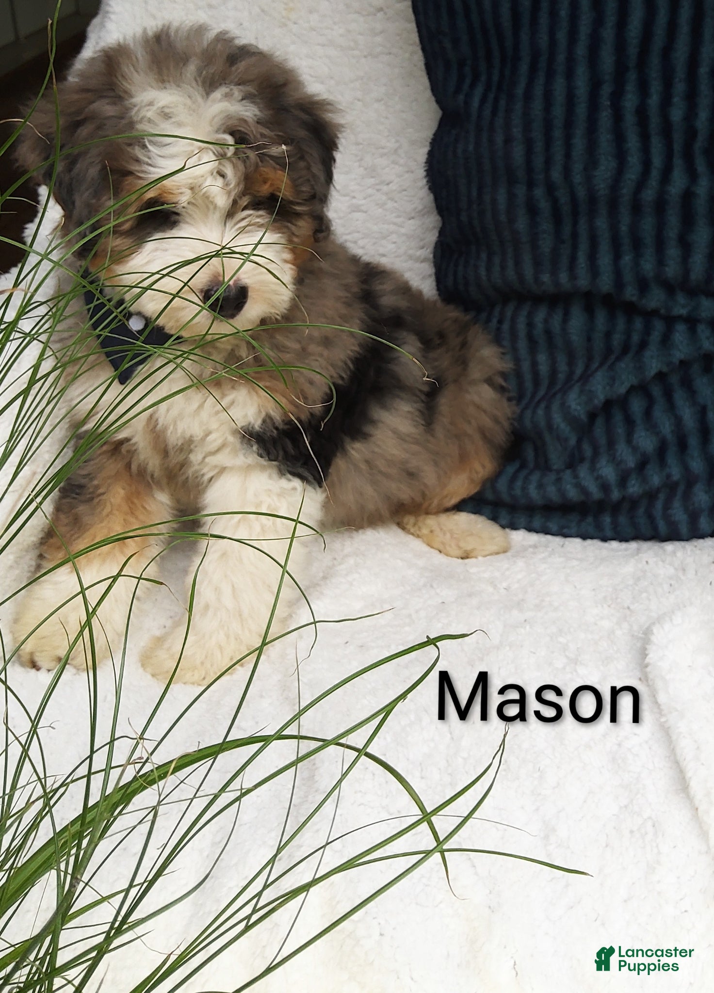 Bernedoodle dogs Mason  - Ad 1