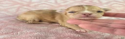 Chihuahua dogs for sale: AKC  Bianca - Ad 10