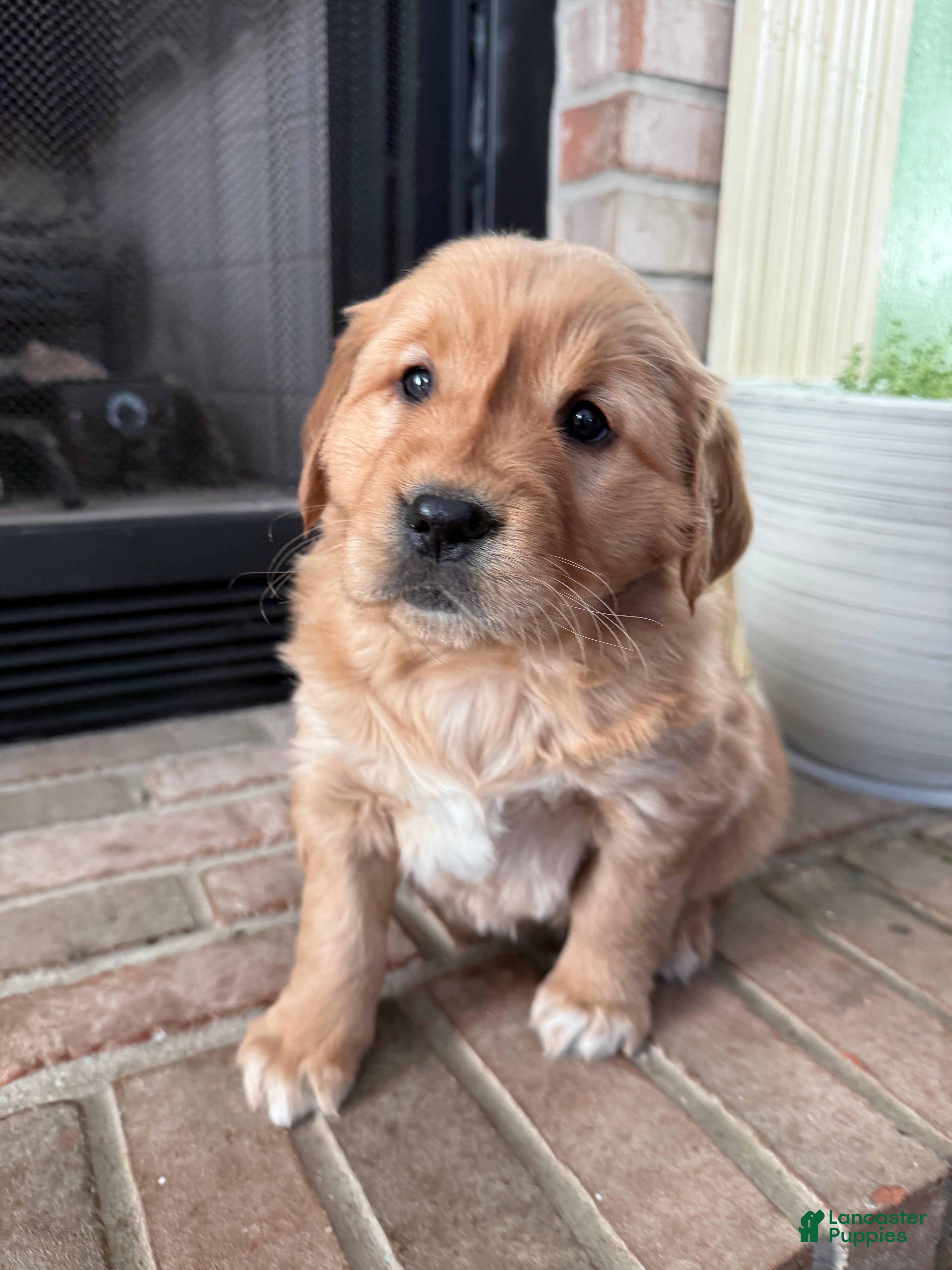Golden Retriever dogs Samantha - Ad 28