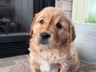 Golden Retriever dogs Samantha - Ad 28