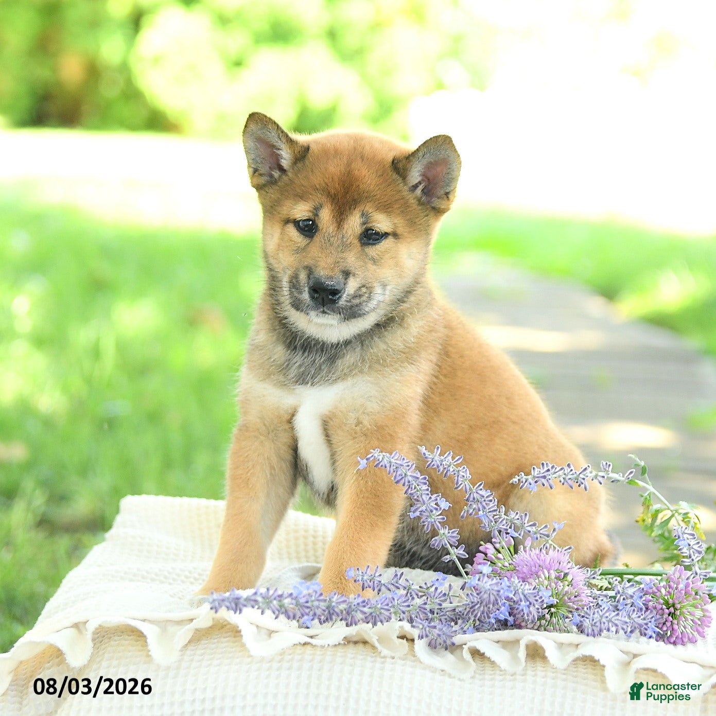 Shiba Inu dogs Jewel  - Ad 2