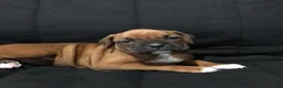 Boxer dogs for sale: Boxer Puppy 1 - Ad 6