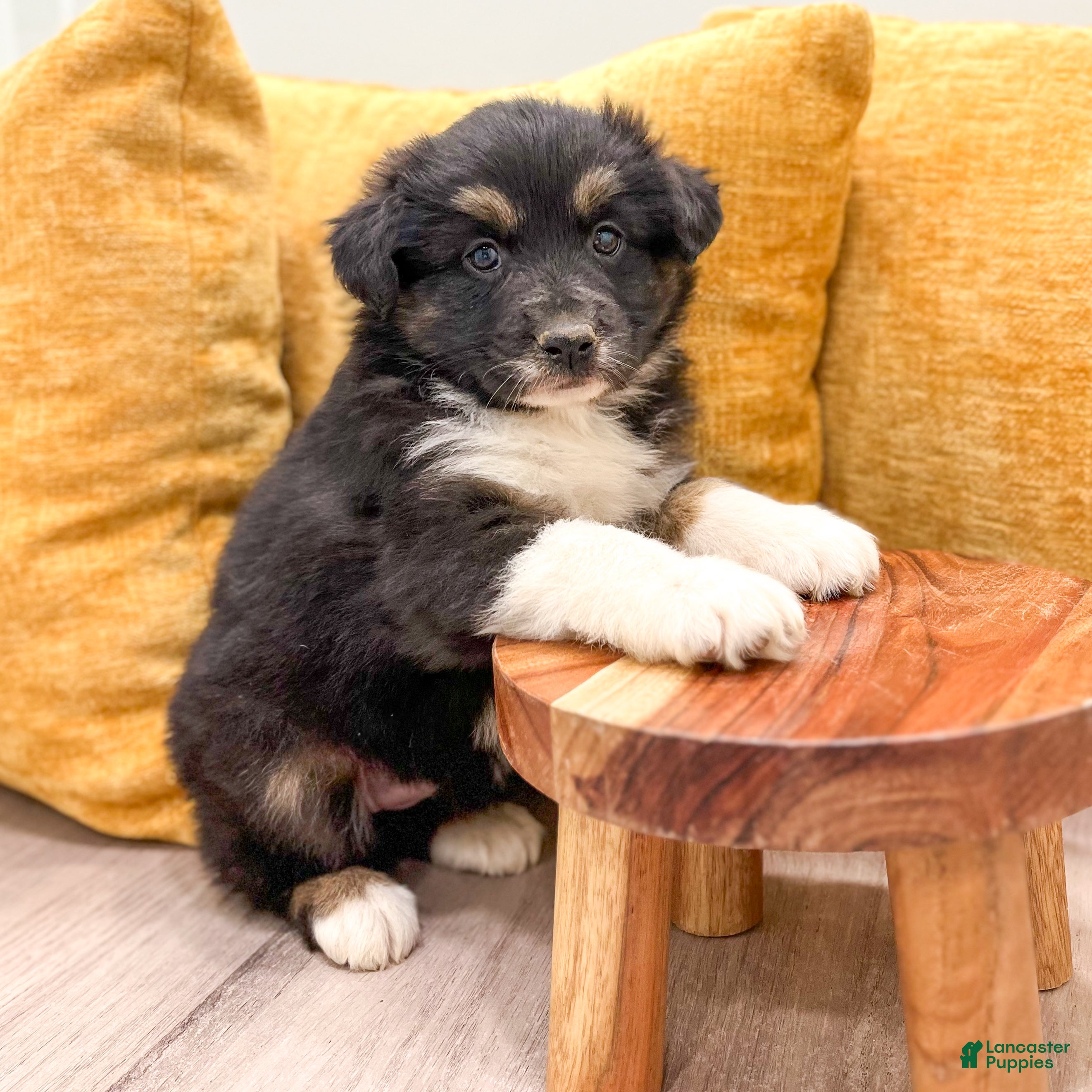 Australian Shepherd dogs for sale: Nova - Ad 2