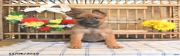 Mixed Breed dogs for sale: Omelet  - Ad 6