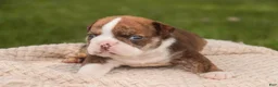 English Bulldog dogs for sale: Raelynn English Bulldog  - Ad 4
