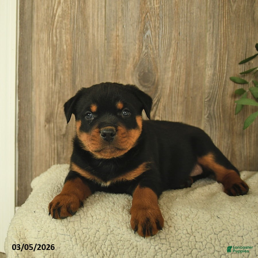 Rottweiler dogs Lucky  - Ad 1