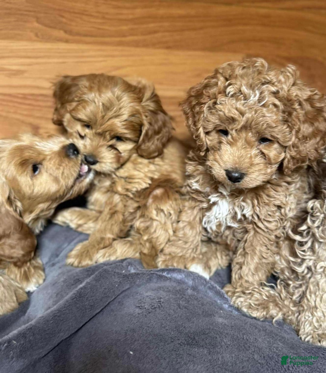 Mixed Breed dogs for sale: Novita - Ad 2