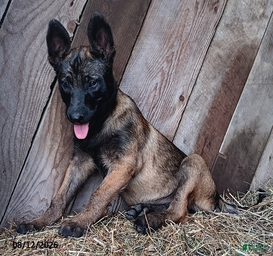 Belgian Malinois dogs Kim - Ad 2