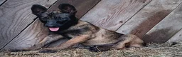 Belgian Malinois dogs for sale: Kim - Ad 2