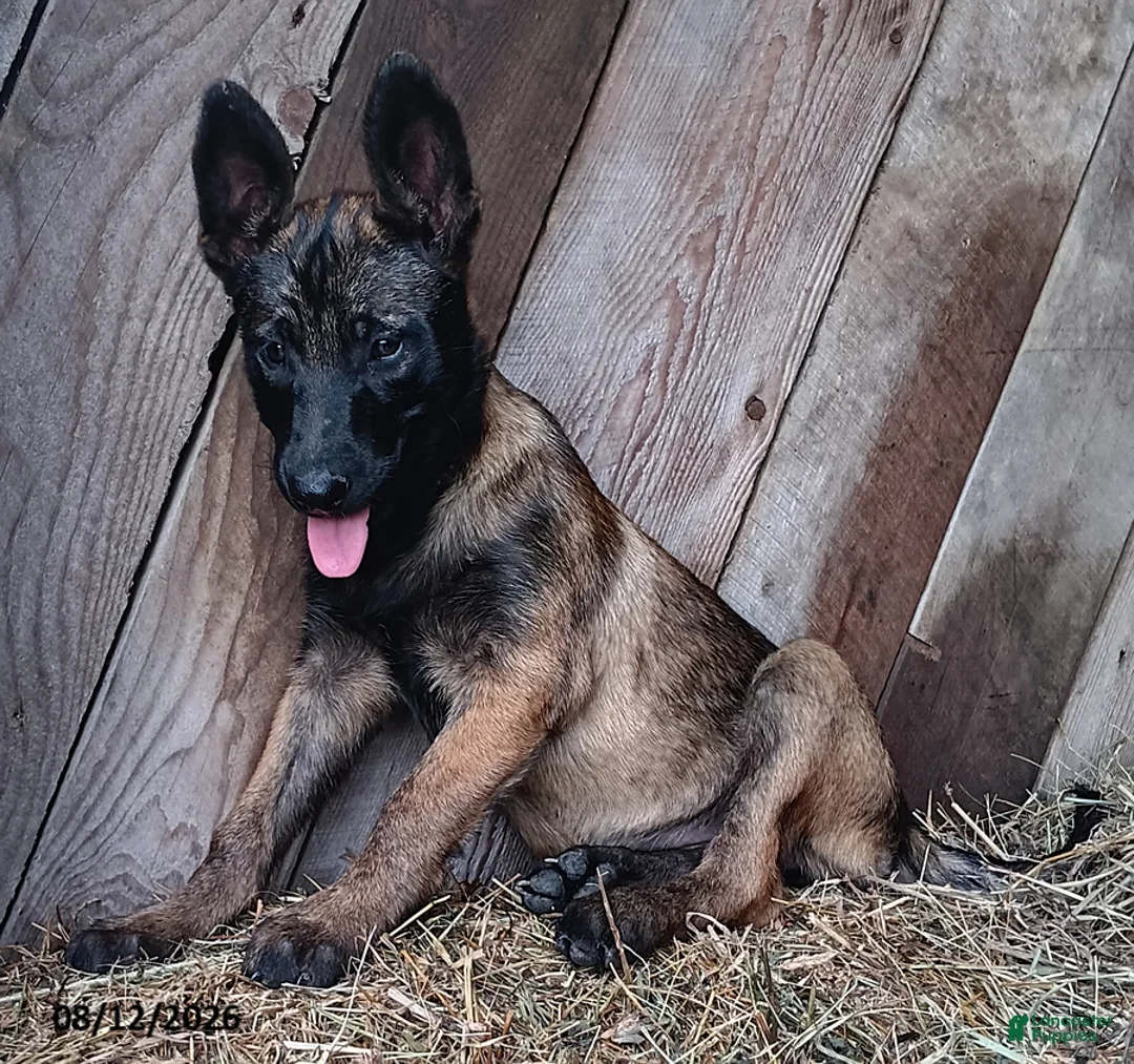 Belgian Malinois dogs for sale: Kim - Ad 2