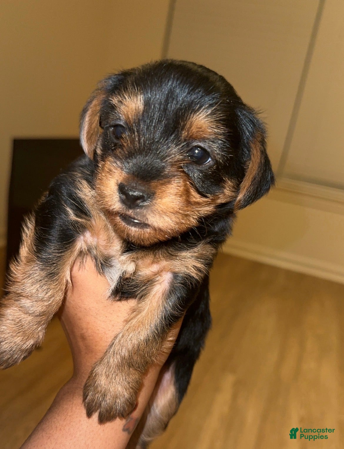 Yorkshire Terrier dogs Yorkshire Terrier Puppy 2 - Ad 36