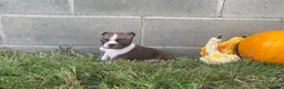 Boston Terrier dogs for sale: Lucky - Ad 1