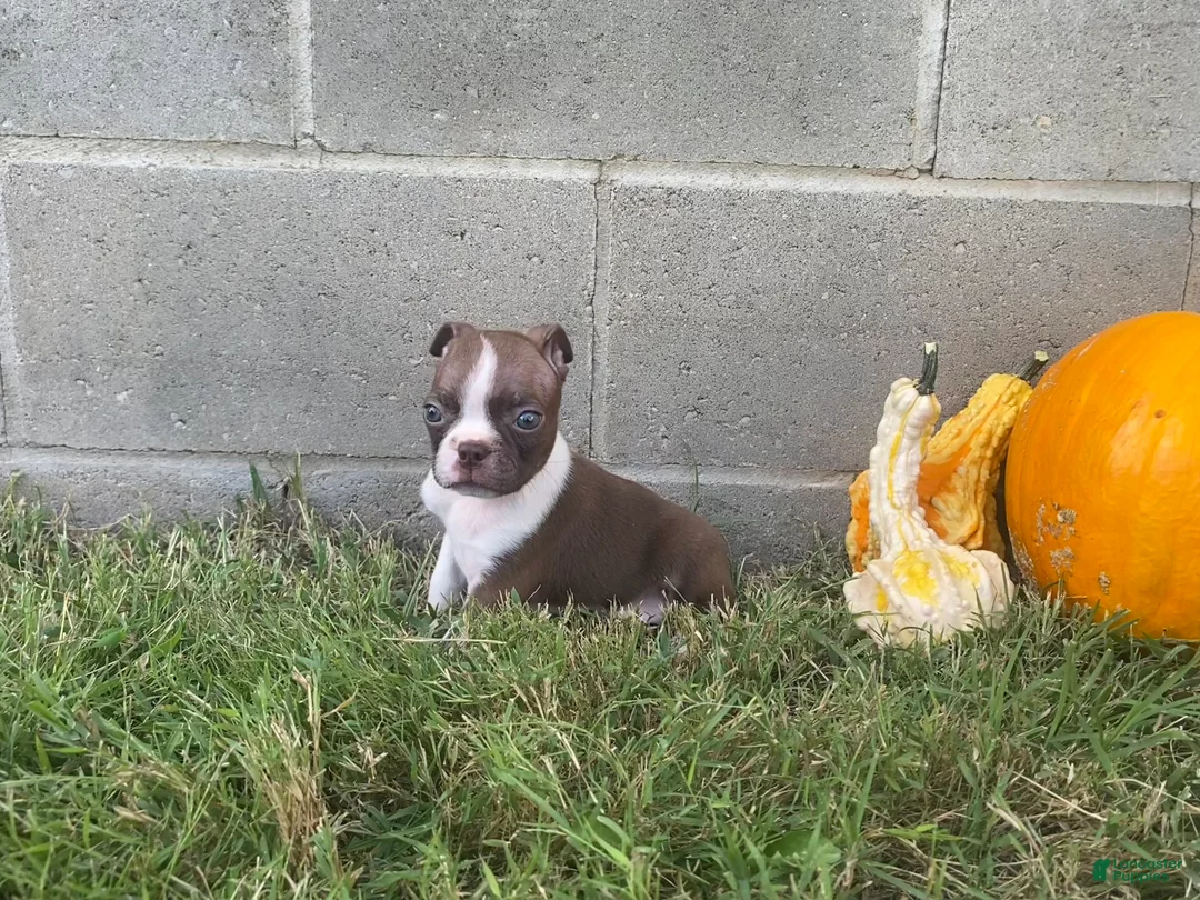 Boston Terrier dogs for sale: Lucky - Ad 1