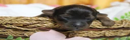 Yorkiepoo dogs for sale: Lady  - Ad 2