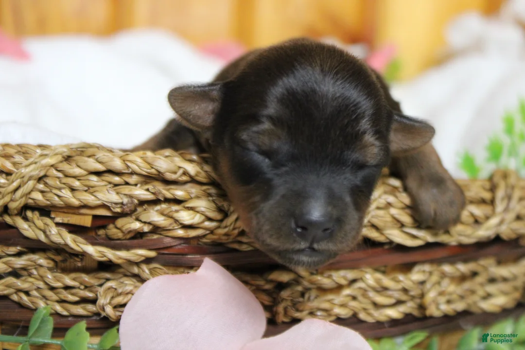 Yorkiepoo dogs for sale: Lady  - Ad 2