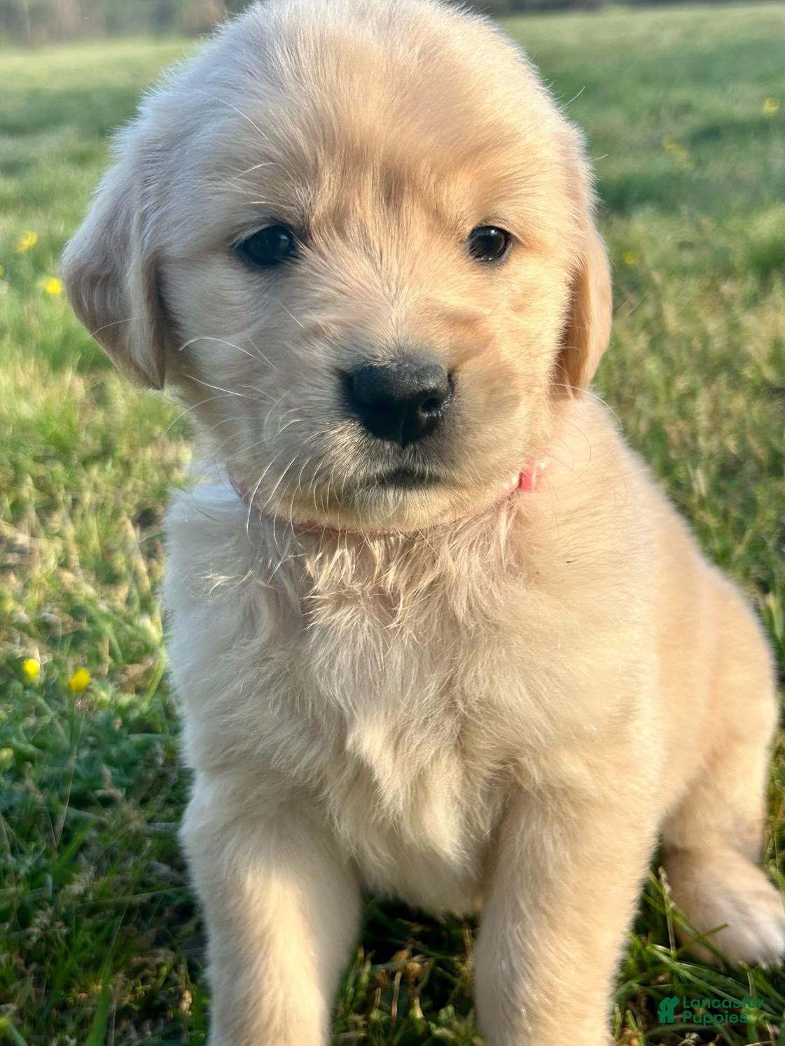 Golden Retriever dogs Meadow - Ad 2
