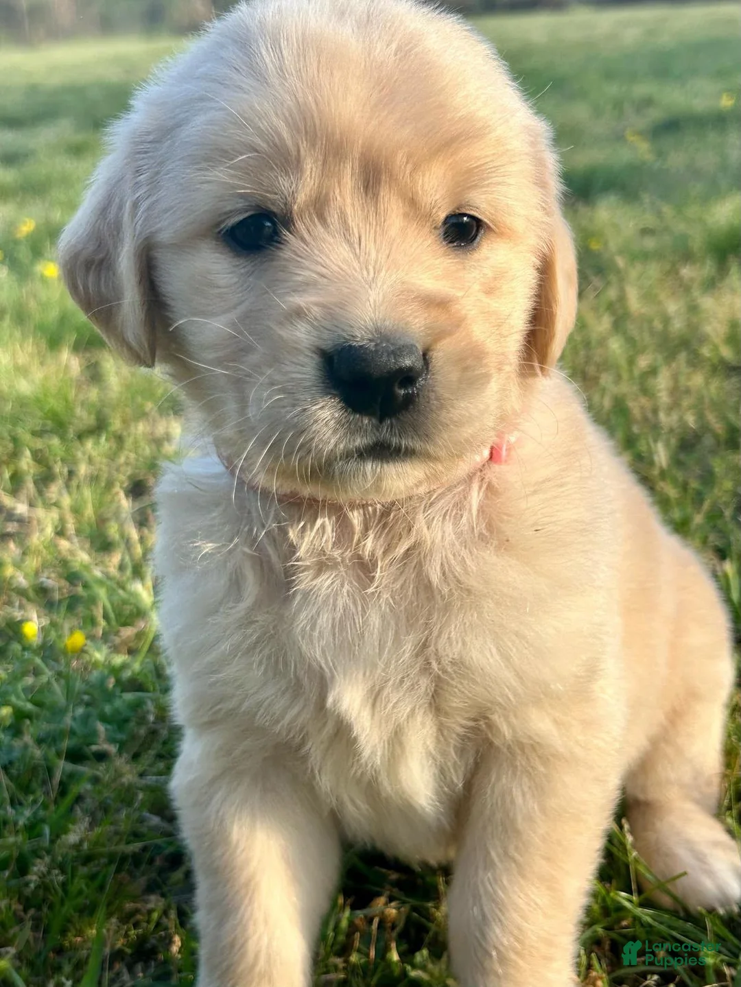 Golden Retriever dogs for sale: Meadow - Ad 2