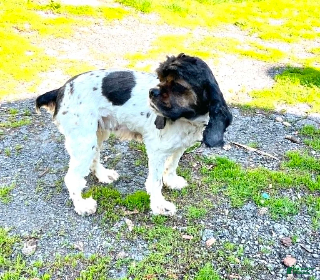 Cockapoo dogs for sale: Cockapoo 1 - Ad 6