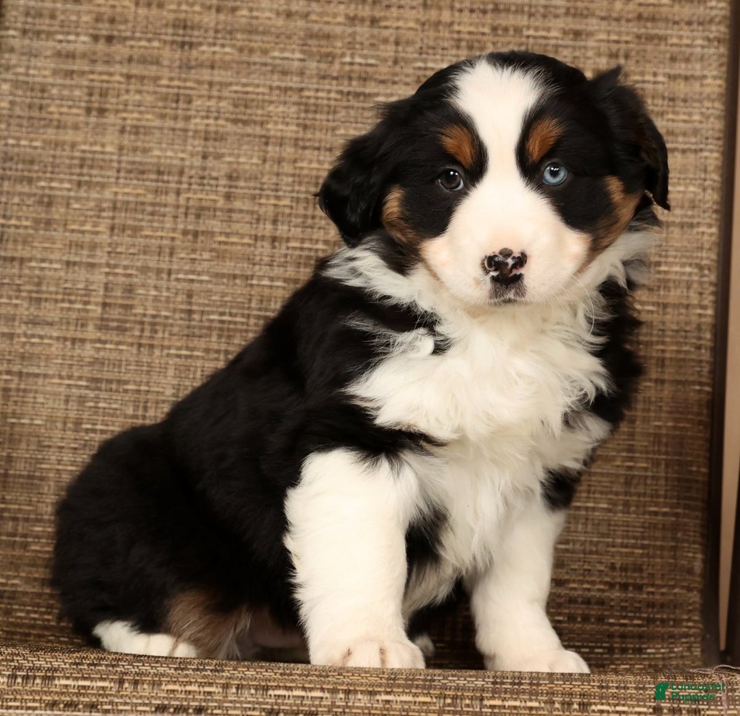 Miniature Australian Shepherd dogs for sale: Rio - Ad 1