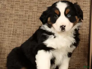 Miniature Australian Shepherd dogs Rio - Ad 28