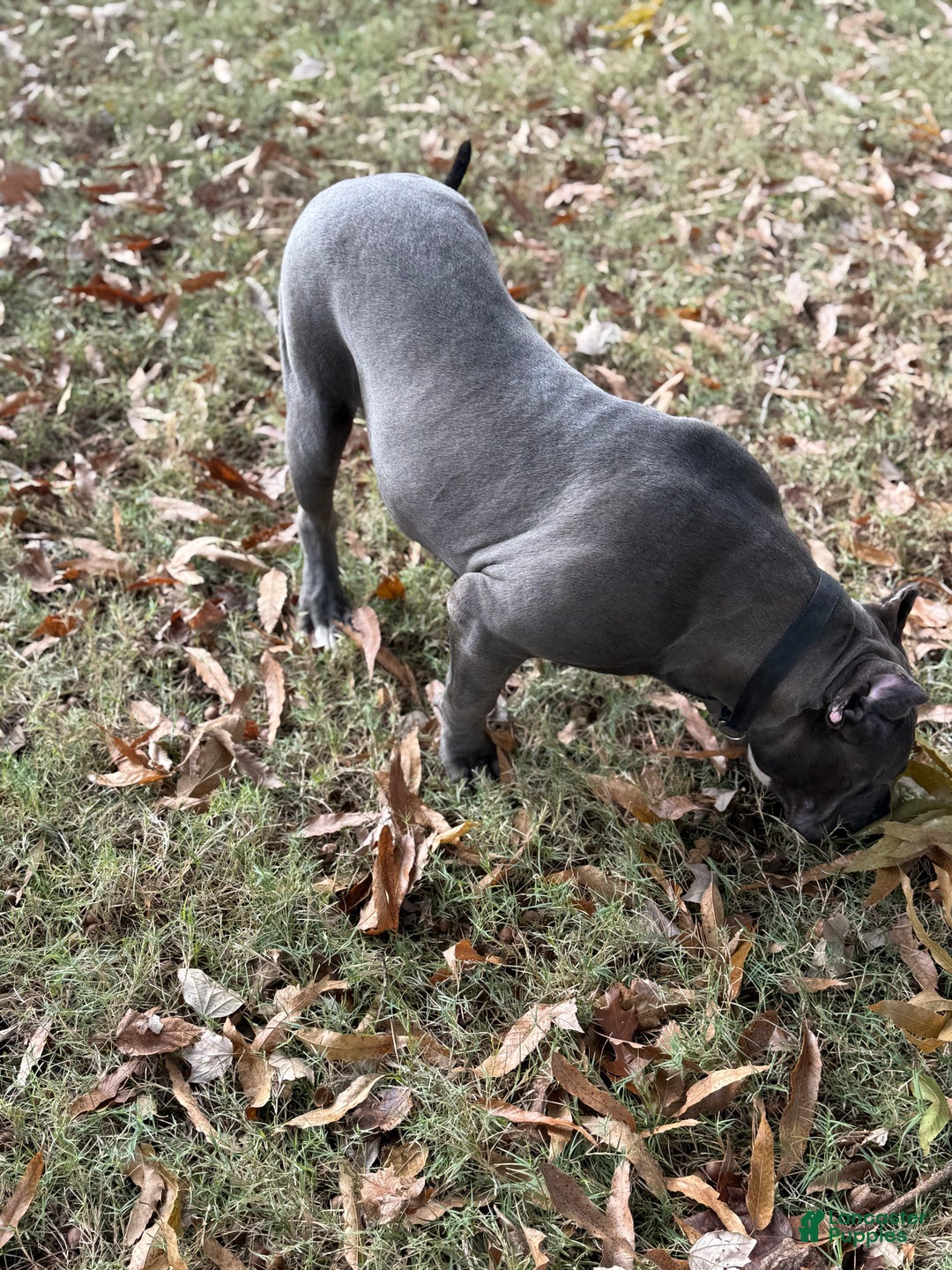 American Bully dogs for sale: Ivy - Ad 11