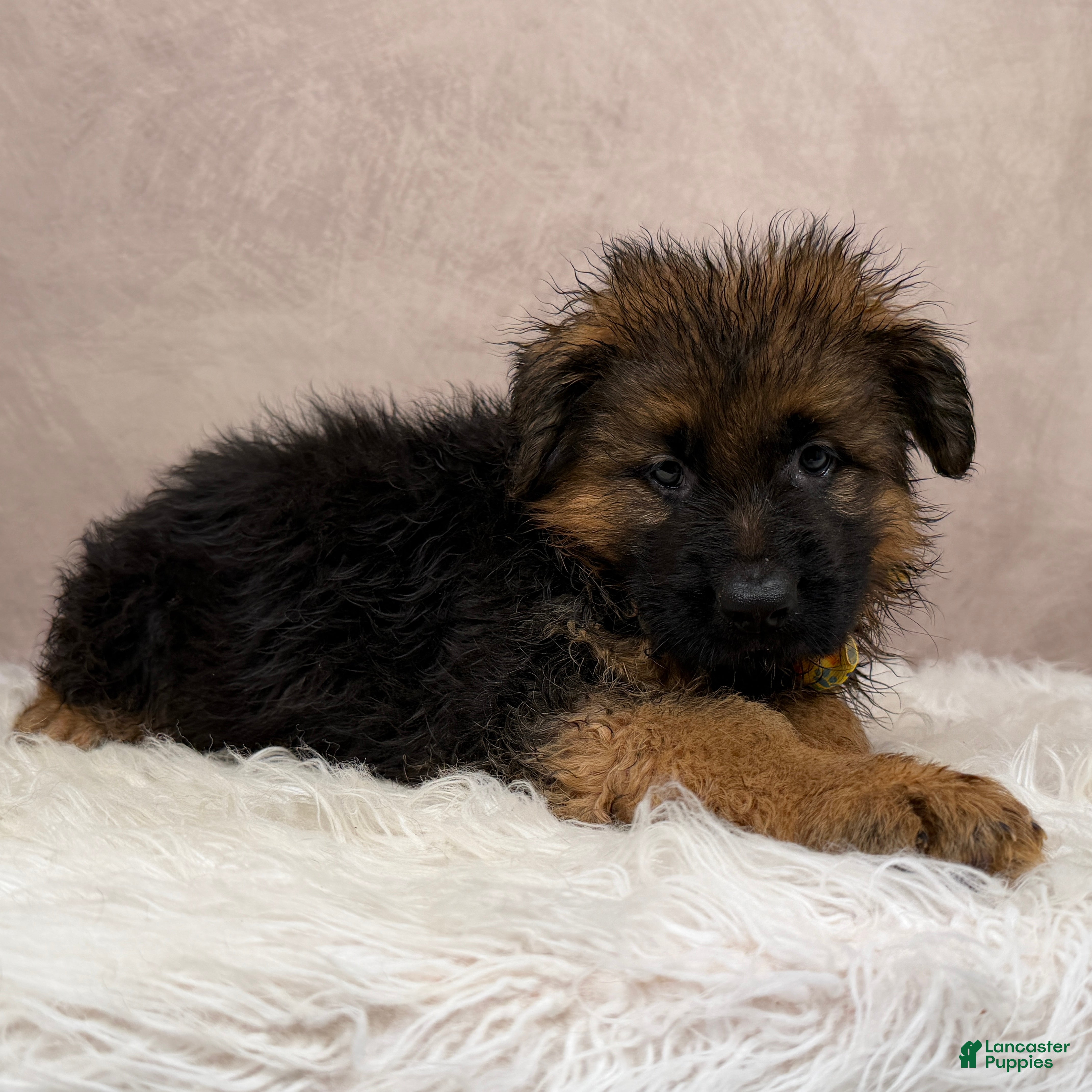 German Shepherd dogs Oliver  - Ad 2