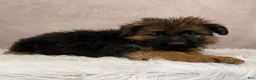 German Shepherd dogs for sale: Oliver  - Ad 2