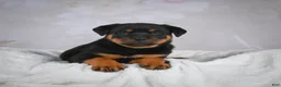 Rottweiler dogs for sale: Turbo - Ad 10