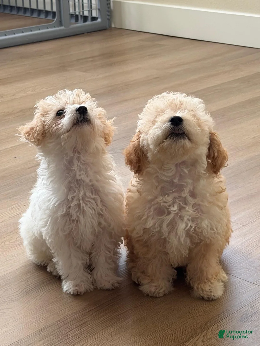 Maltipoo dogs for sale: Mia (Maltipoo) - Ad 4