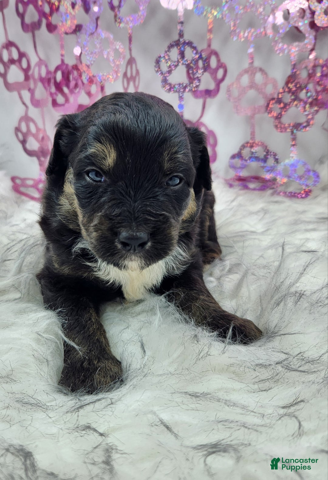 Mini Aussiedoodle dogs for sale: Mini Aussiedoodle Puppy 3 - Ad 4