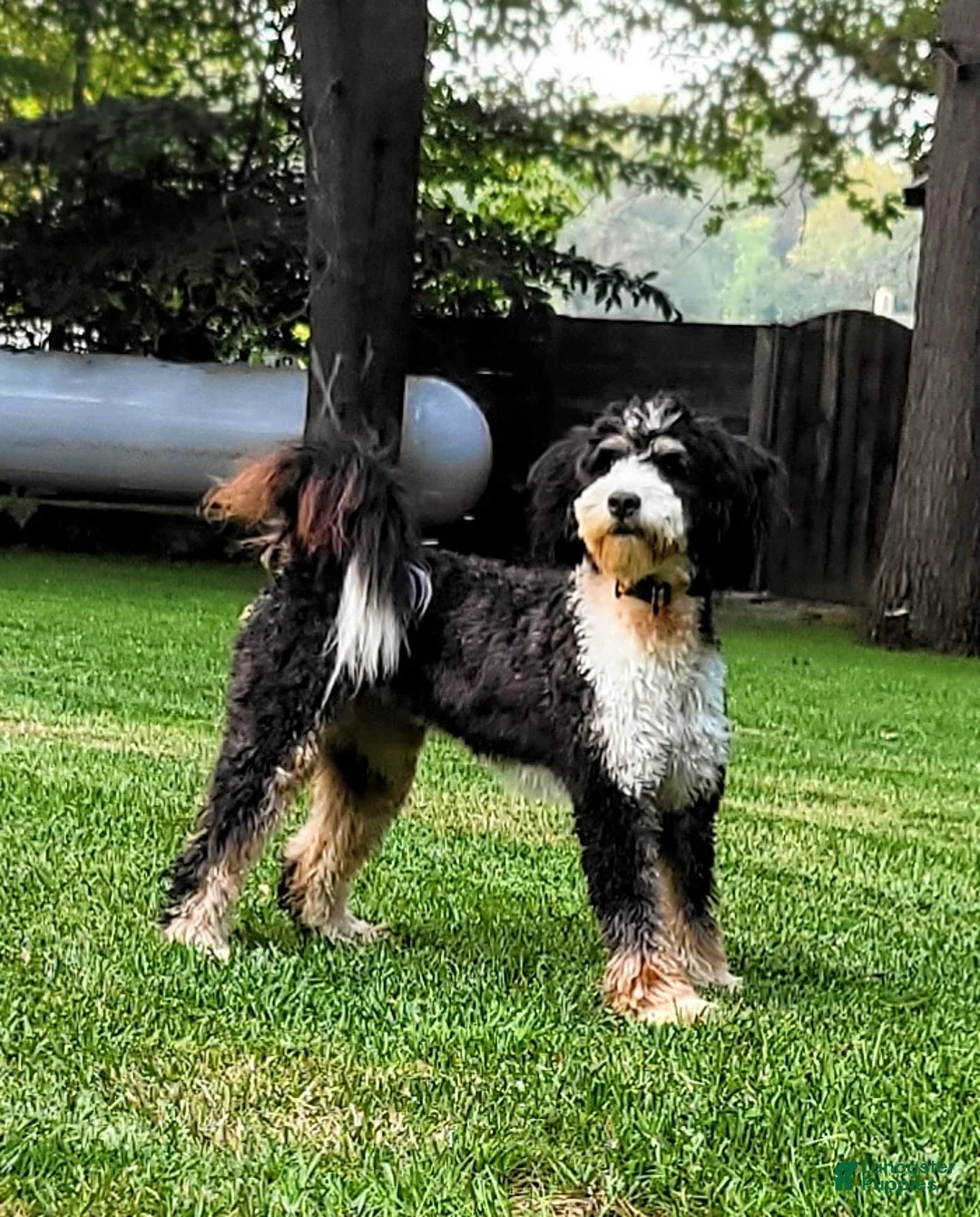 Mini Bernedoodle dogs for sale: Emmy - Ad 4