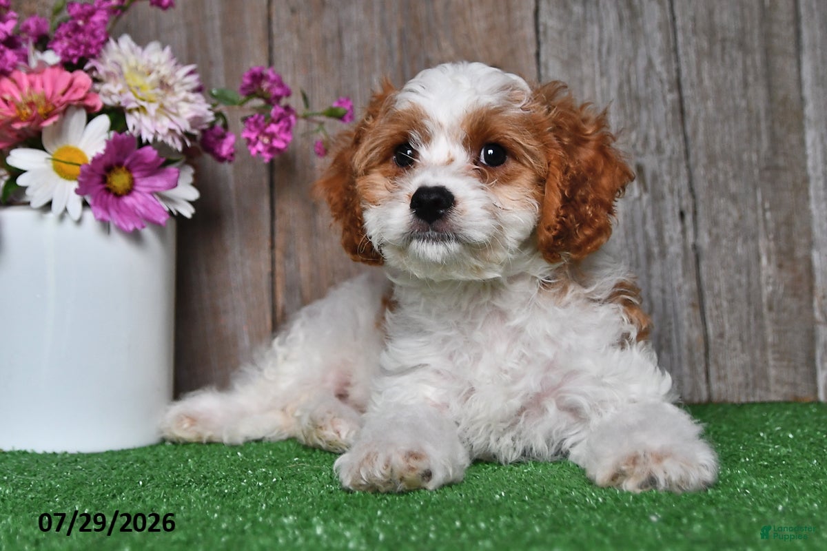 Cavapoo dogs Jaxon - Ad 2