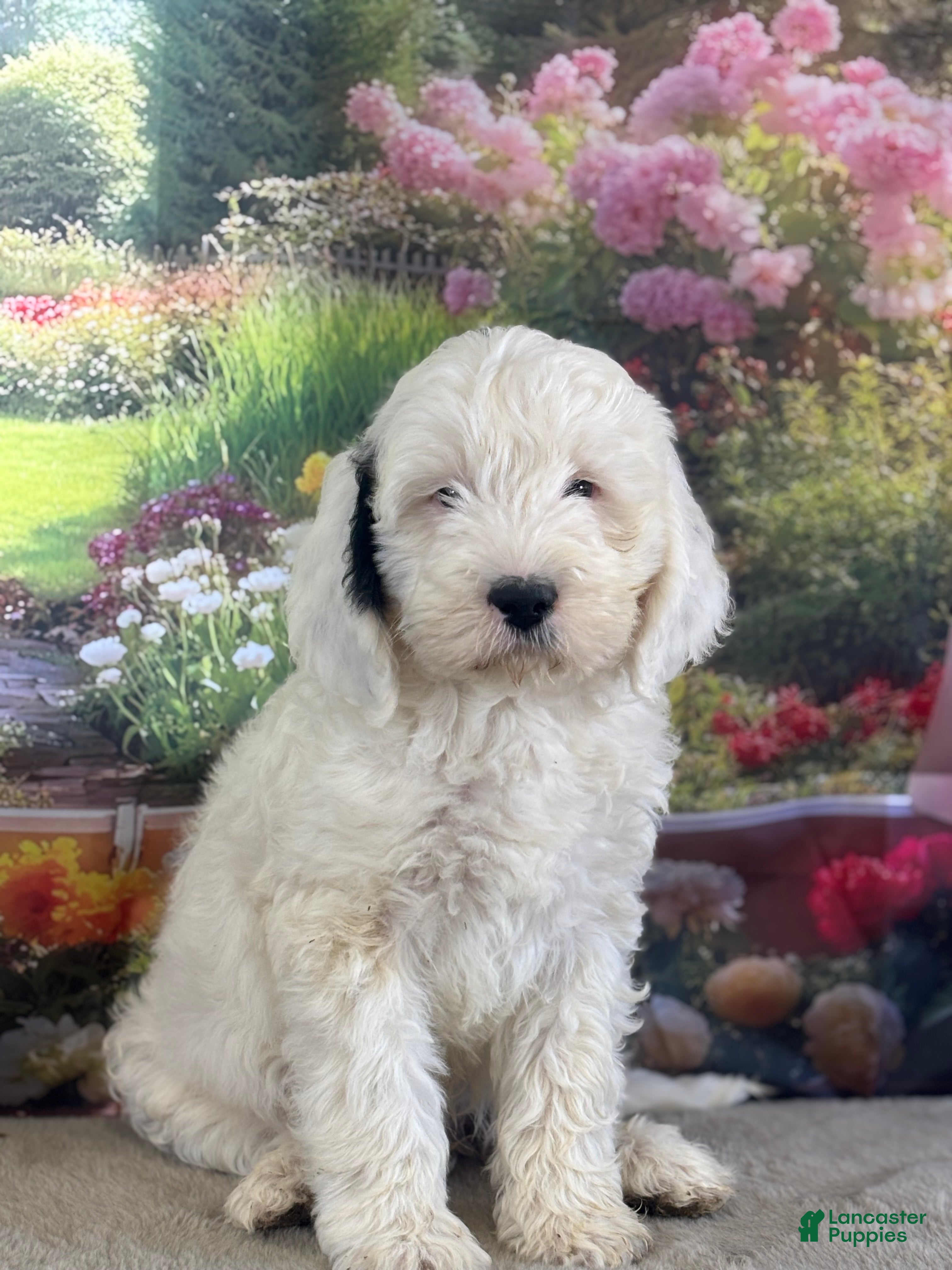 Bernedoodle dogs Bernie - Ad 2