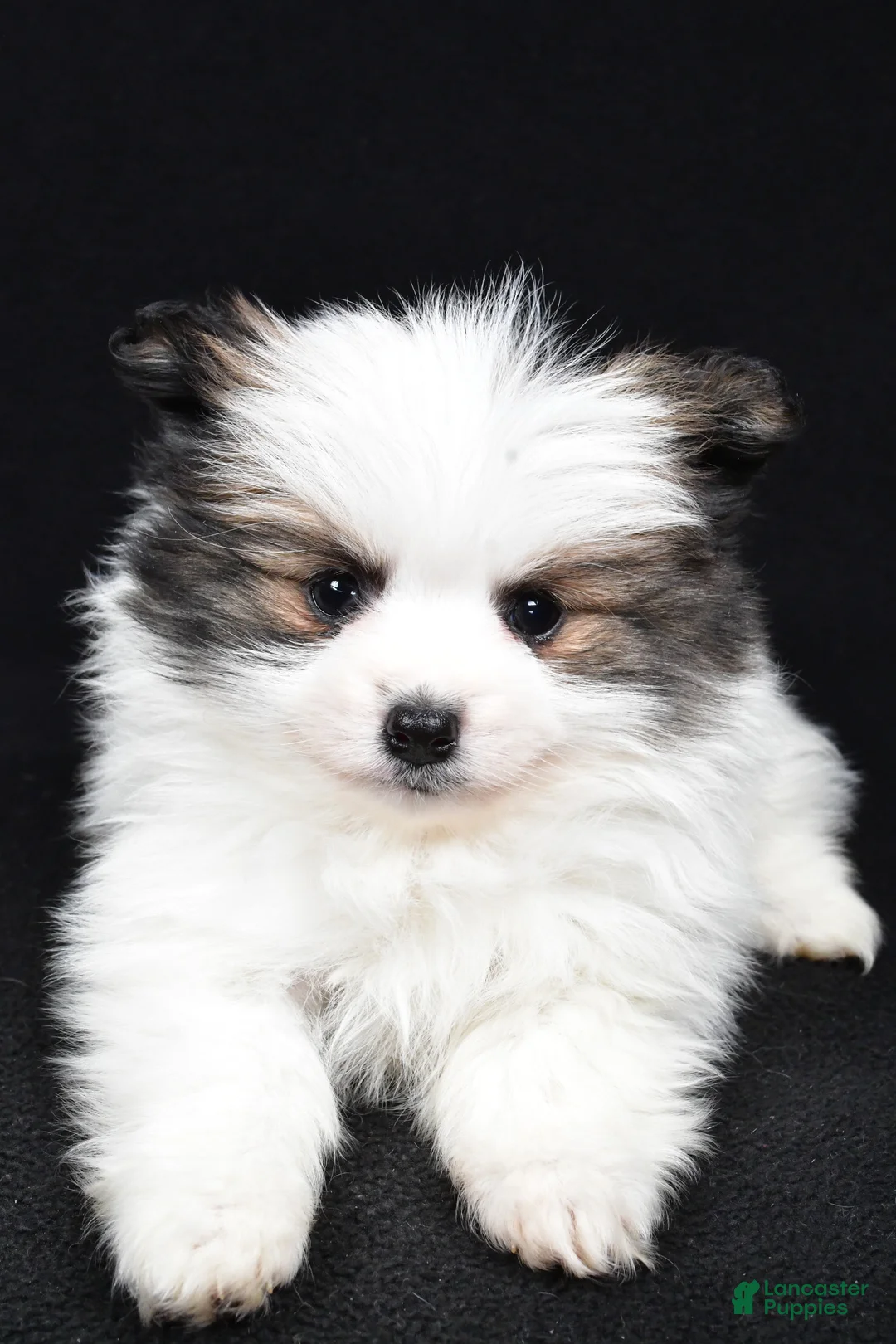 Pomeranian dogs for sale: Tango - Ad 9