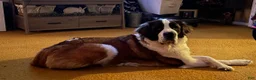 Saint Bernard dogs for sale: Saint Bernard Puppy 1 - Ad 4