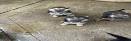 German Shepherd dogs for sale: Frack - Ad 4
