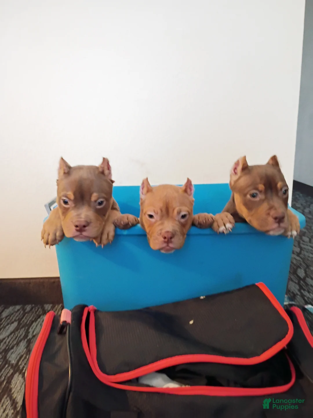 American Bully dogs for sale: American Bully Puppy 1 - Ad 1