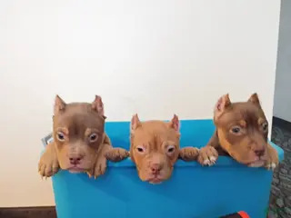 American Bully dogs for sale: American Bully Puppy 1 - Ad 3