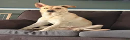 Gerberian Shepsky dogs for sale: Zenzi - Ad 5
