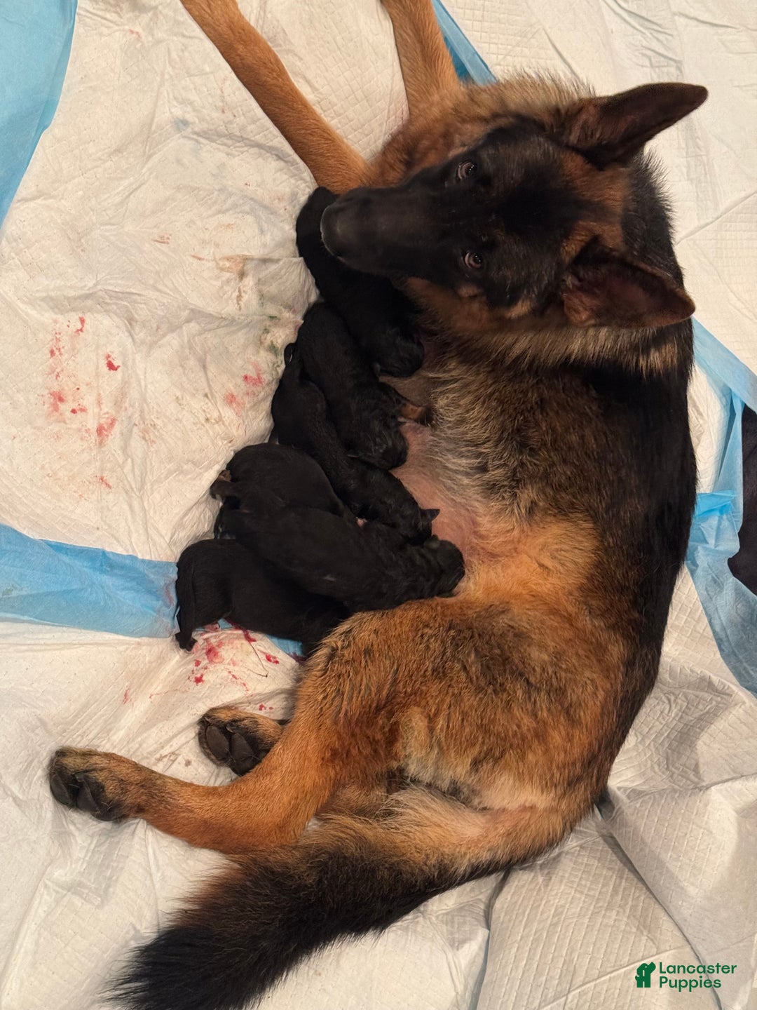 German Shepherd dogs for sale: German Shepherd Puppy 3 - Ad 2