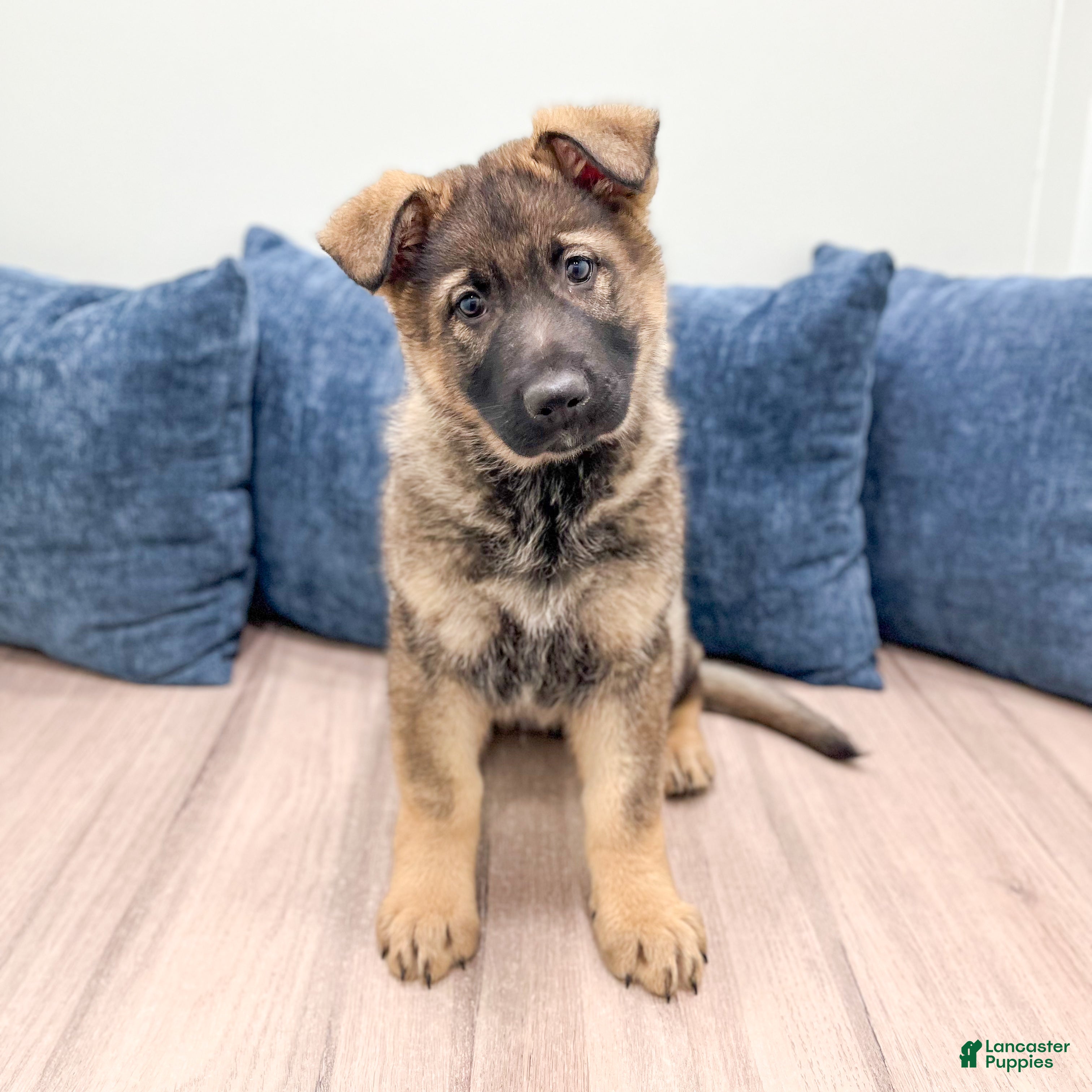 German Shepherd dogs for sale: Asher - Ad 4